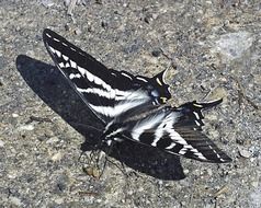 large black and white butterfly on pebbles