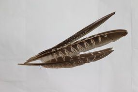 bird feathers from the wing