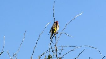 cyprus Colorful Bird