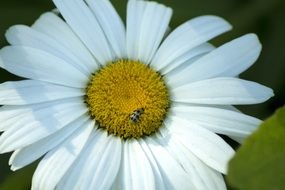 tiny bug on the daisy