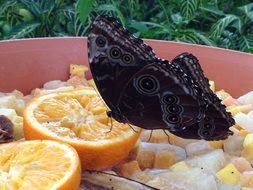 black butterfly on oranges