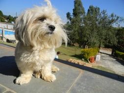 Dog Posing