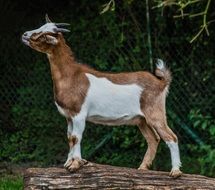 white and brown Billy Goat stands on log