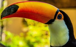 Toucans or Ramphastidae