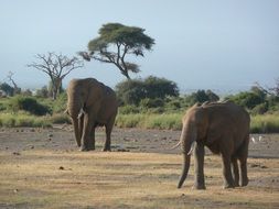 Elephants Kenya