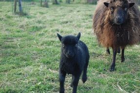brown sheep and her black cub