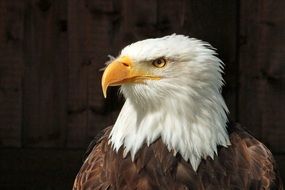 portrait of a bald eagle in profile