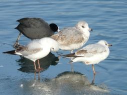 seagulls are in the water in the cold season