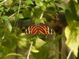 butterfly on a plant against a background of green leaves