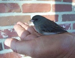 beautiful and cute colorful finch bird on the hand
