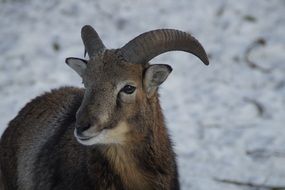 mouflon in wintertime