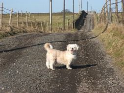 Shih Tzu on a rural road