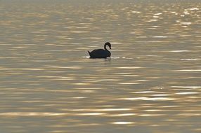 silhouette of a swan on the water