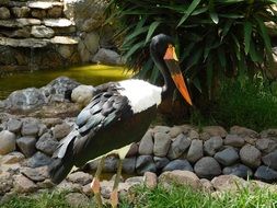 Ephippiorhynchus senegalensis, Saddle-billed stork