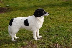 black and white dog in a city park on the grass