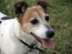 hunting cute jack russell terrier