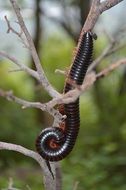 an exotic worm is crawling on a dry branch in Asia