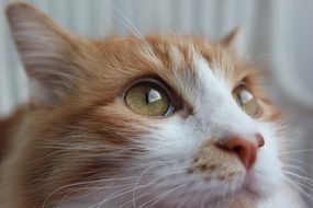 red kitten with wide eyes