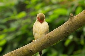 bird on a branch in Spain