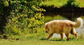 the dog picked up the trail at the lake