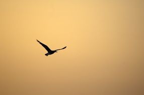 bird on the sky at sunset