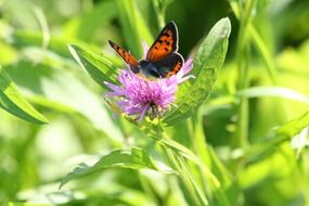 butterfly on a pink flower with green leaves