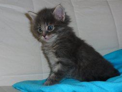 cute fluffy Kitten portrait