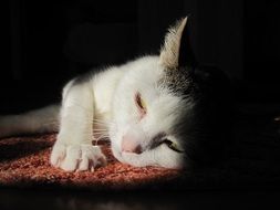 face of relaxed Cat close up