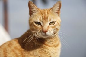 red Cat Portrait