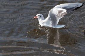 the seagull is swimming in the water