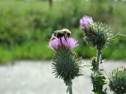 bee on cactus flower
