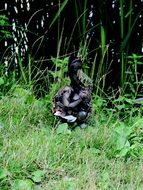 Black duck is near pond