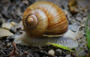 snail on the ground in the rain