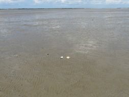 Pacific oyster on sand