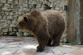 strong brown beer in the zoo