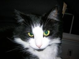 furry black and white cat