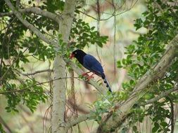 blue magpie in south park