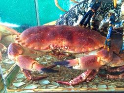 river crab