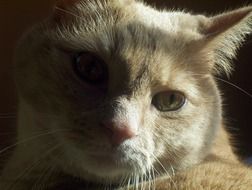 photo of beige cat