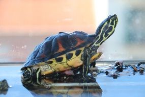 closeup picture of Turtle in a aquarium