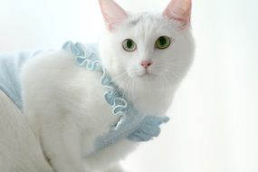 living white cat in republic of korea