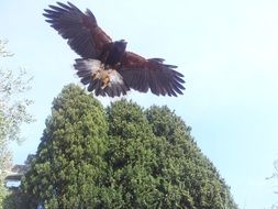 flight of aquila bird of prey