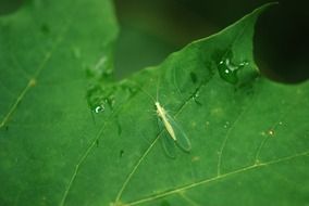 winged green insect lacewing on leaf