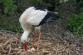 white and black Stork on the wildlife photography