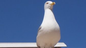 Profile of the seagull