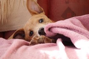 puppy lies on a pink coverlet on a sofa