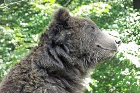 Bear in Profile at Greenery