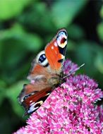 peacock butterfly on flower