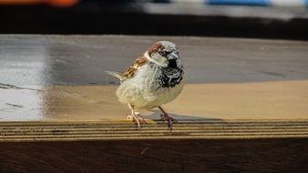 Sparrow Visitor Bird