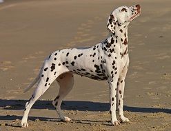 a dalmatian on the road